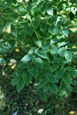 Gymnocladus dioicus, canadensis - nahovětvec dvoudomý, kanadský - listy